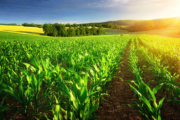 Agriculture Corn