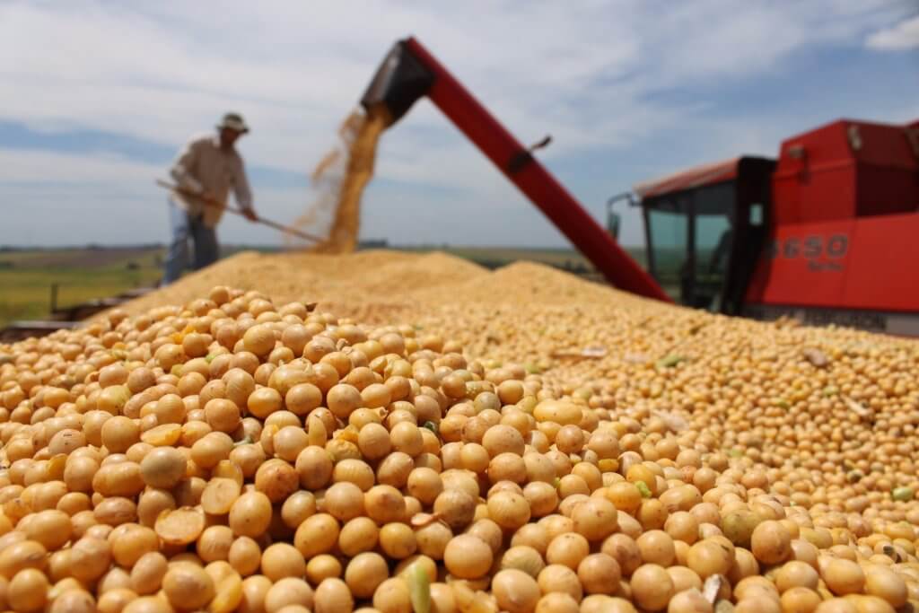 Agriculture Soy Beans