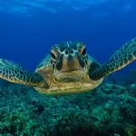 Sea-Turtle