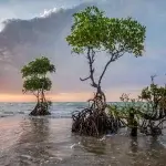 Mangroves and climate change