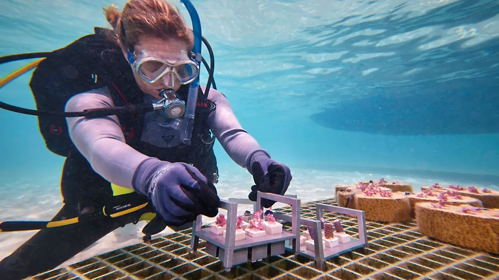Novel restoration methods can speed up the recovery of threatened coral reefs to stop ocean warming and restore marine life