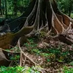 The ‘dark earth’ revealing the Amazon’s secrets
