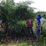 Palm Tree harvesting