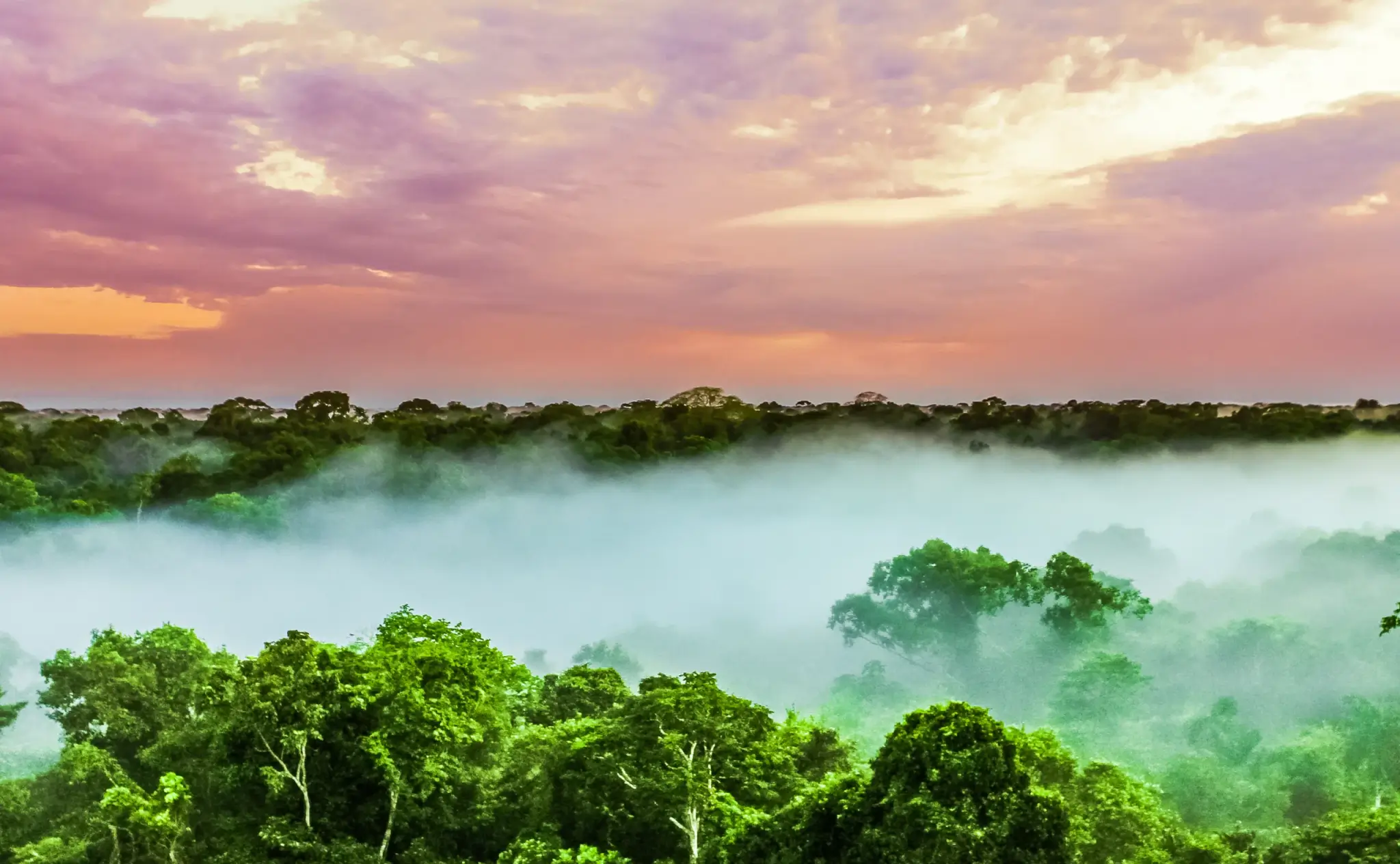 Study says 40% of Amazon region is potentially conserved — more than officially recorded