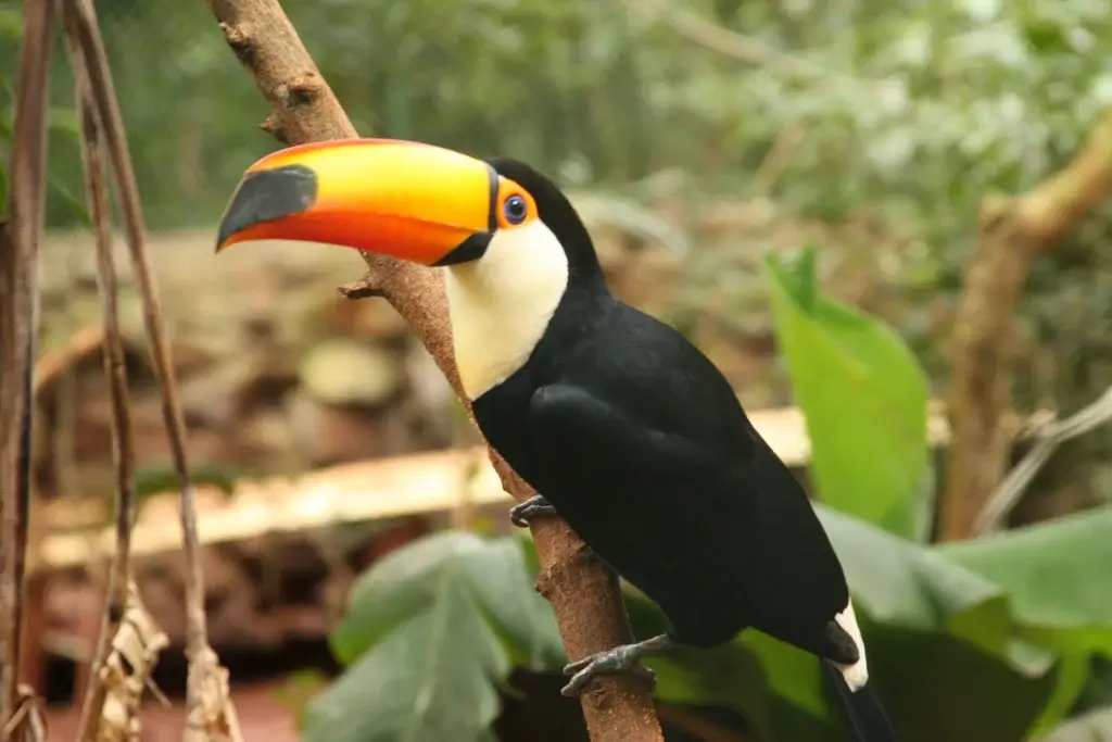 Tucano