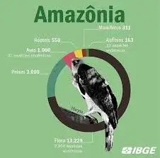 Amazonia Png