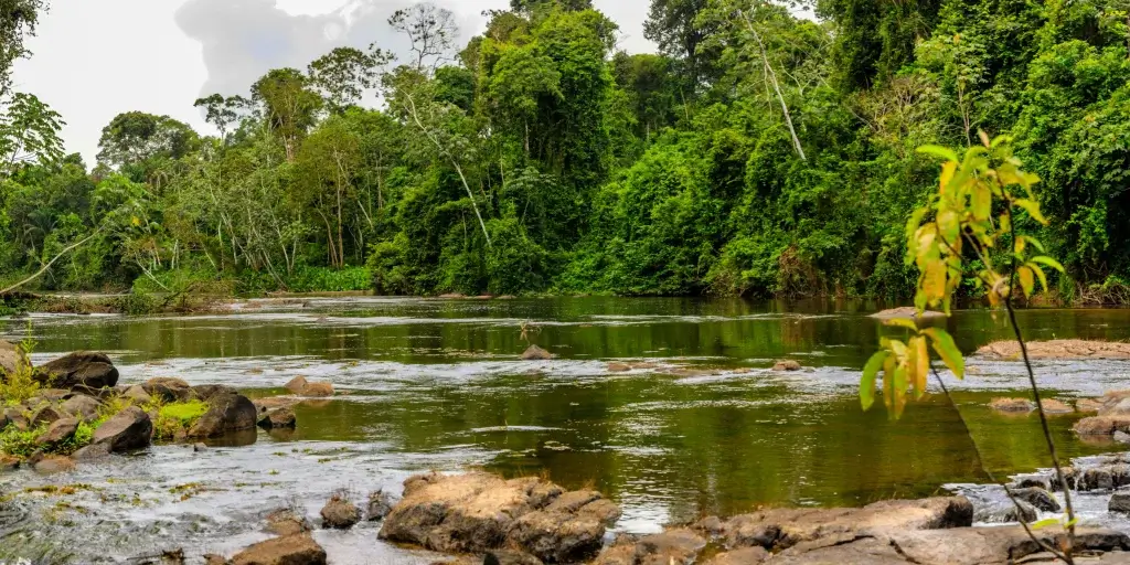 Adventure Nature In Suriname