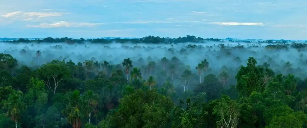 Sustainable Amazon
