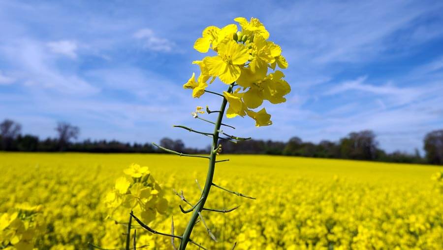 Oilseed Rape Flower