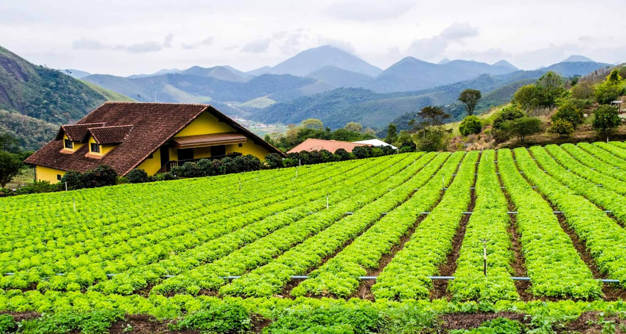 Brazilië groeit uit tot Landbouw Wereldspeler