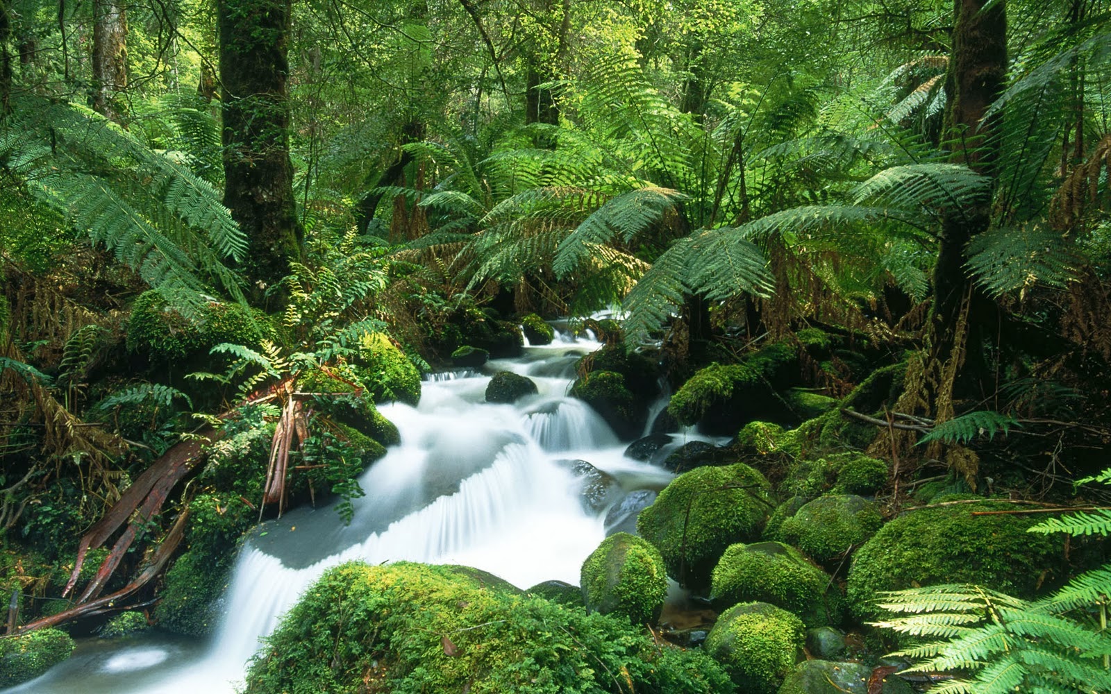 The History of BioTara an sustainable projects for the Rainforest